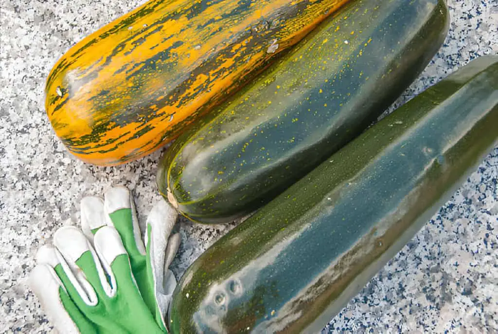 squash marrow zucchini