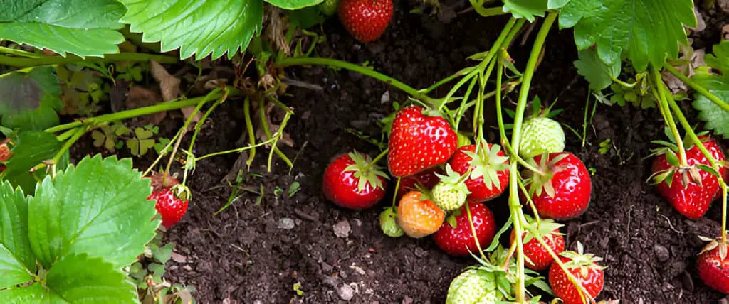 strawberry fruits growing in garden