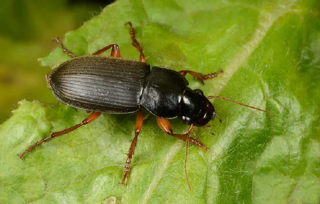 strawberry seed beetle