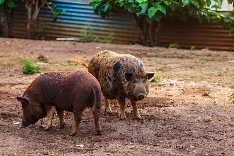 Is Feral Hog Meat Good to Eat? Everything You Need to Know