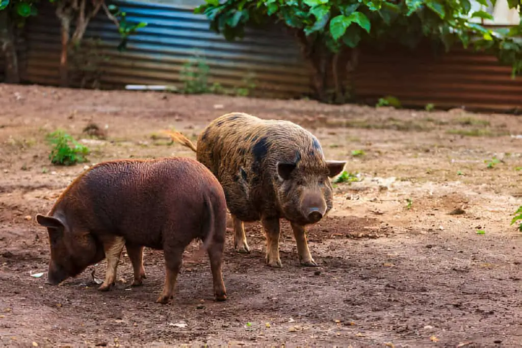 stray pigs standing in the mud