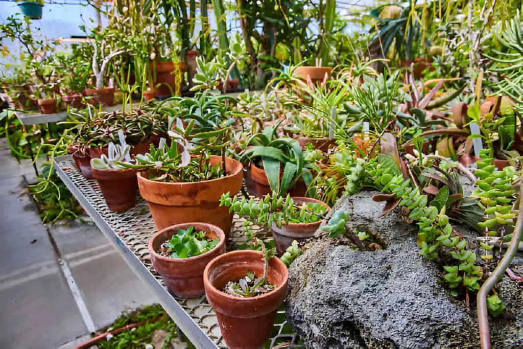 succulent collection on shelves rustic terracotta pots