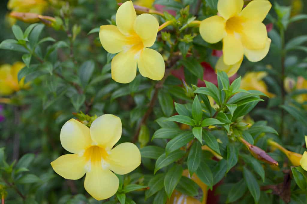 sunlit allure golden trumpets-amidst-verdant allamanda splendor