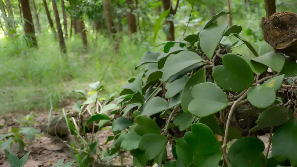 vine hoya kerrii asclepiadaceae looks leaf