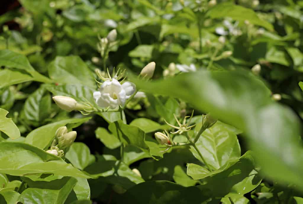 white mogra or arabian jasmine-or-jasminum sambac flower