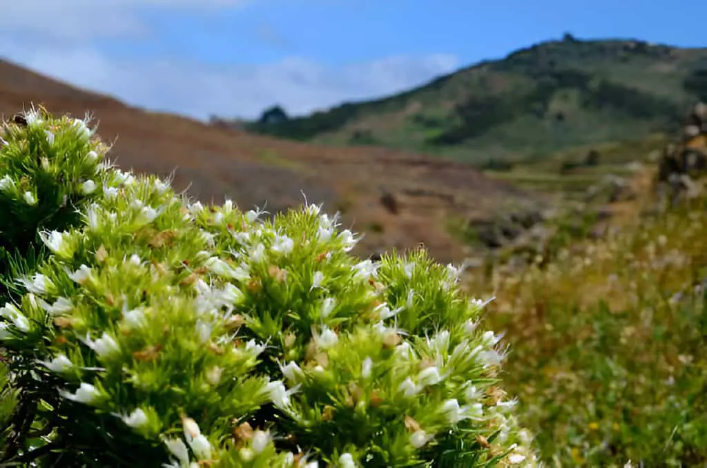 white tajinaste or echium decaisnei white flowers