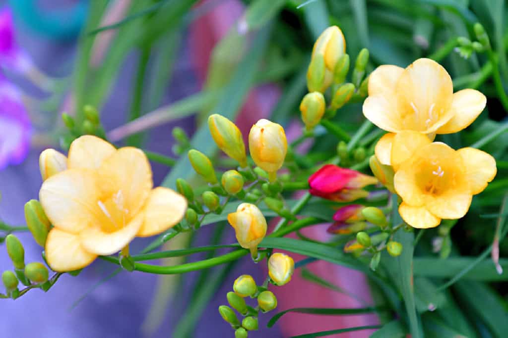 yellow multi color freesia flower