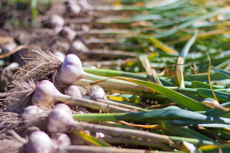 young garlic on the ground-freshly harvested fresh harvest