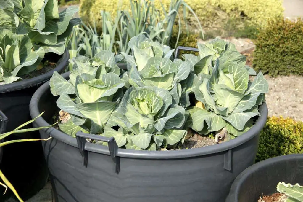 Container Grown Cabbage