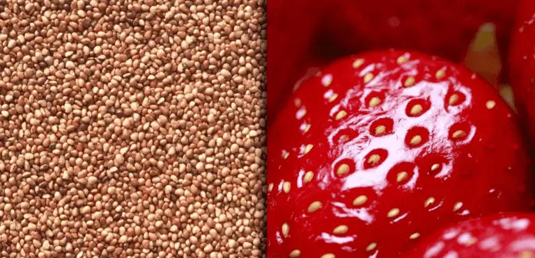 Dried strawberry Seeds