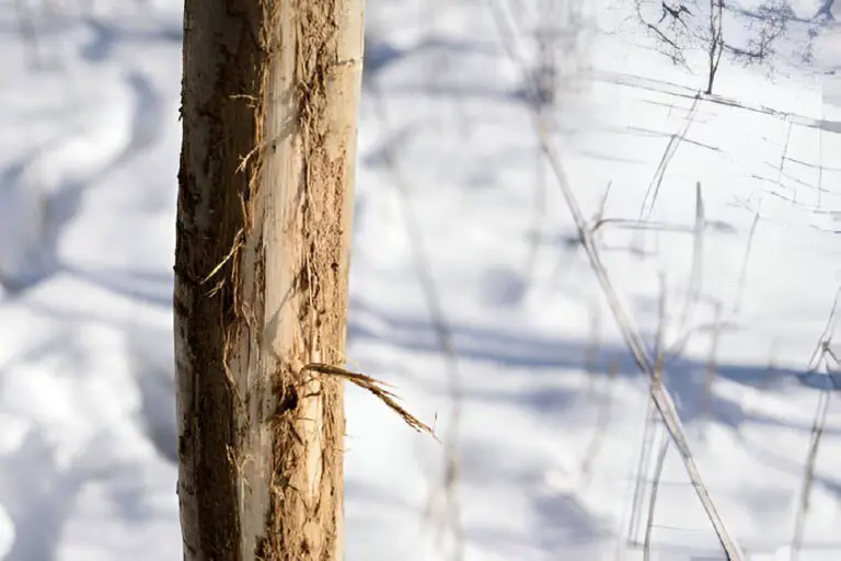 aspen tree rubbed