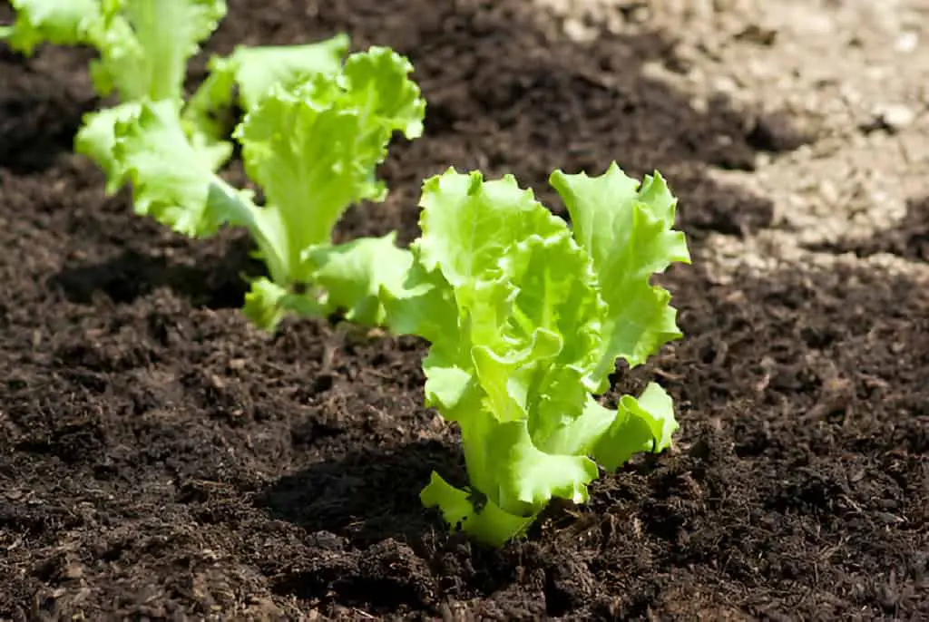 baby lettuces