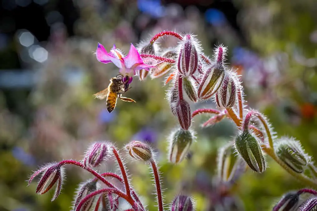 borage with a bee