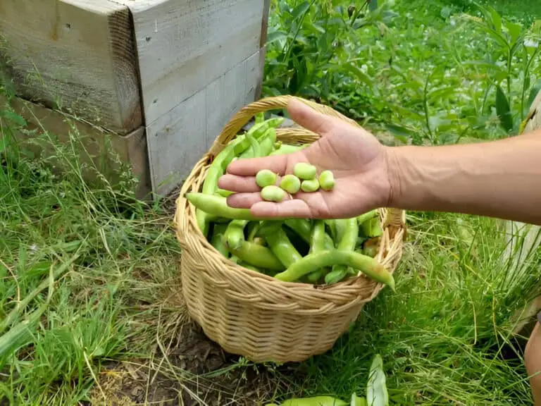 broad bean fruit harvested in basket