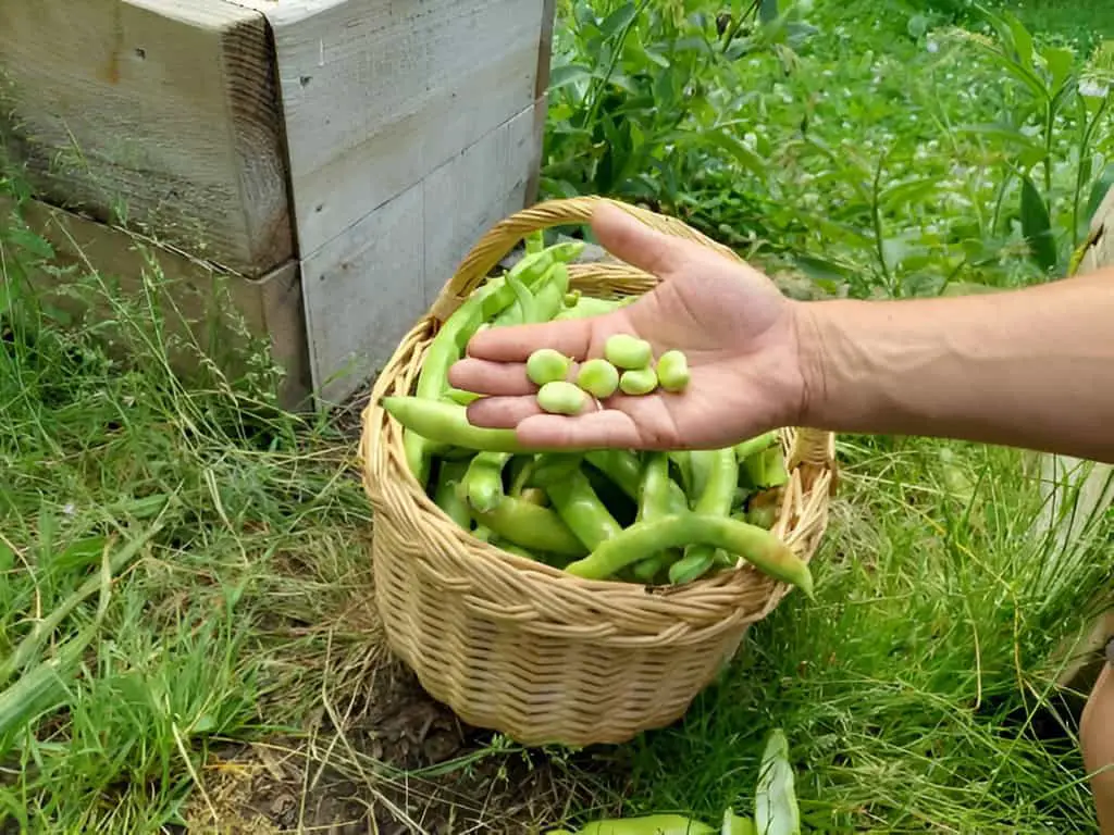 broad bean fruit harvested in basket