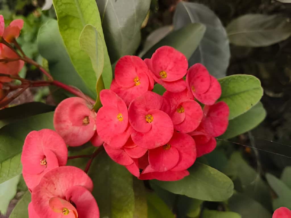 bunch of flowers of euphorbia milli plant