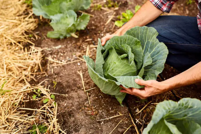 cabbage ready to harvest