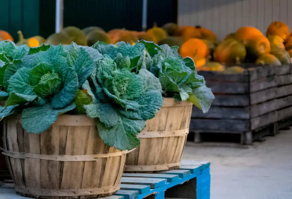 cabbages in gallon bucket