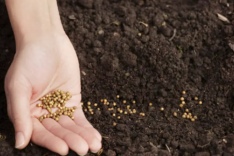 cilantro seeds