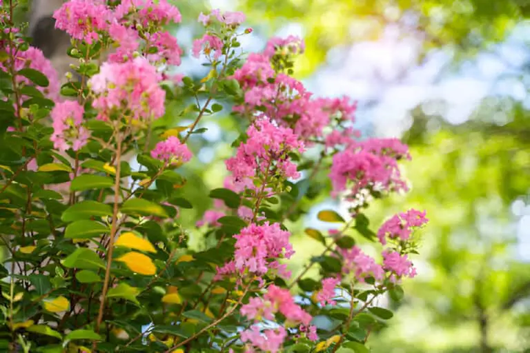 crepe myrtle flowers in garden