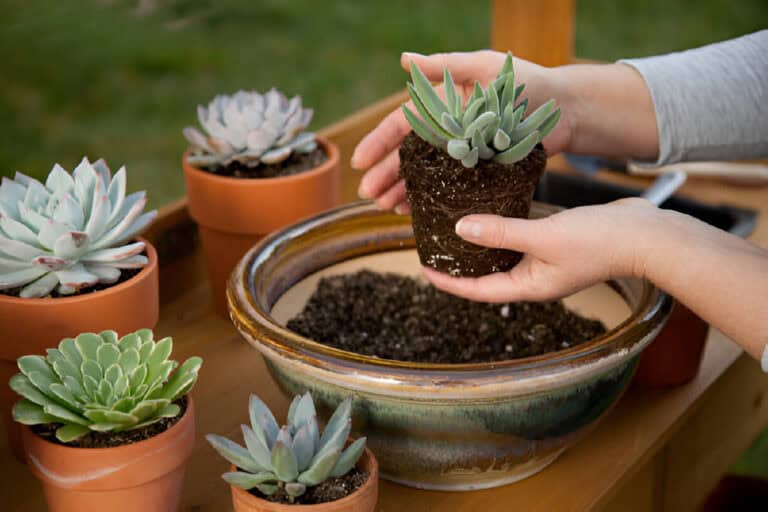 decorating succulent pots