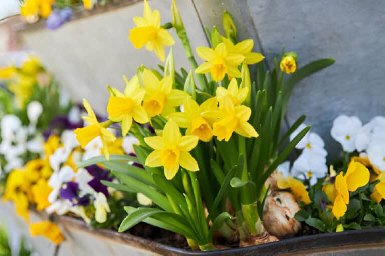 dwarf tate a tete daffodils narcissus in bloom