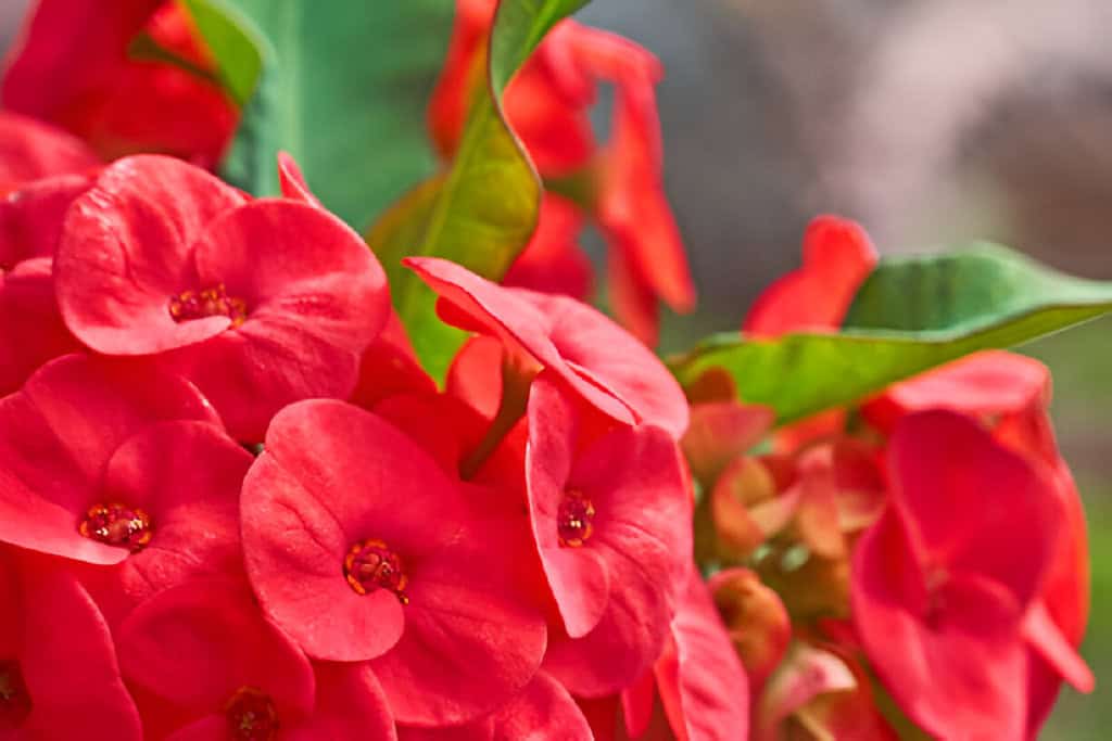 euphorbia plants