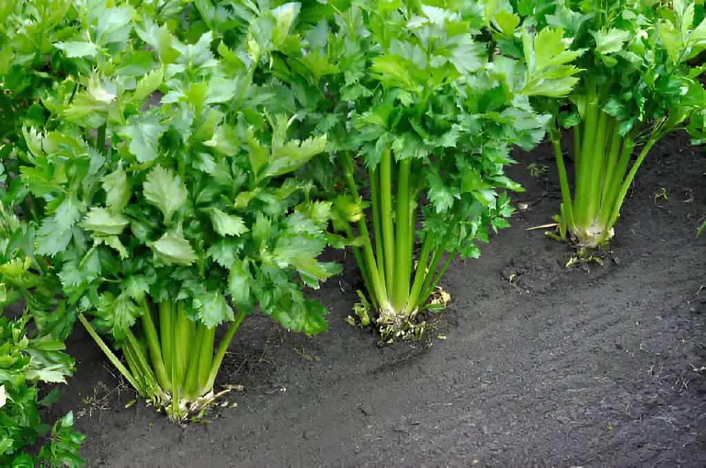 growing celery plantation