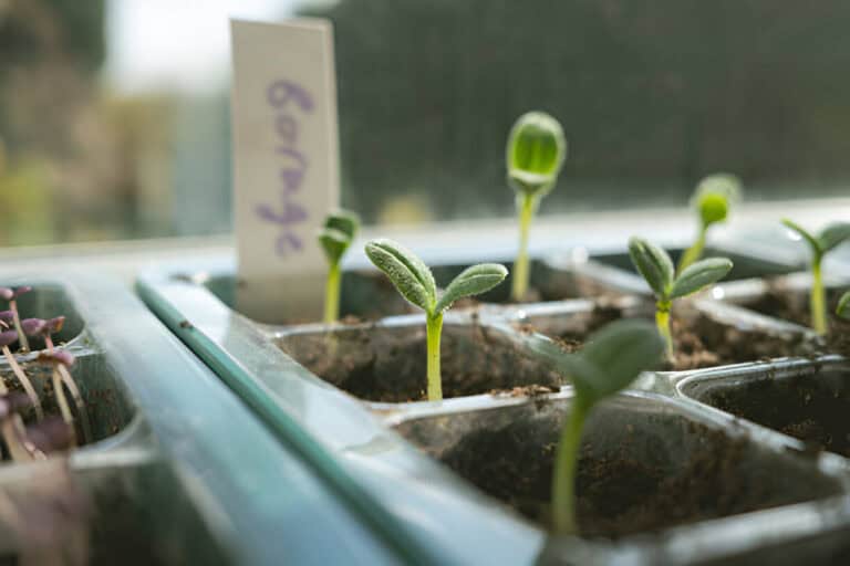 Should I Soak Borage Seeds Before Planting? Find Out Now!