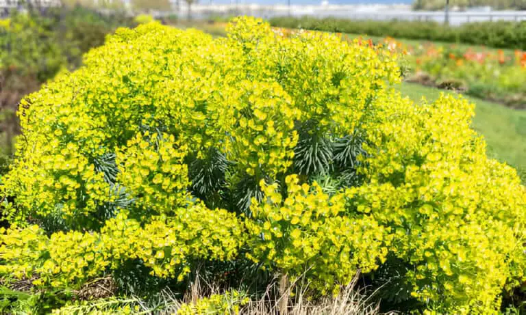 mediterranean spurge euphorbia-characias wulfenii green flowers