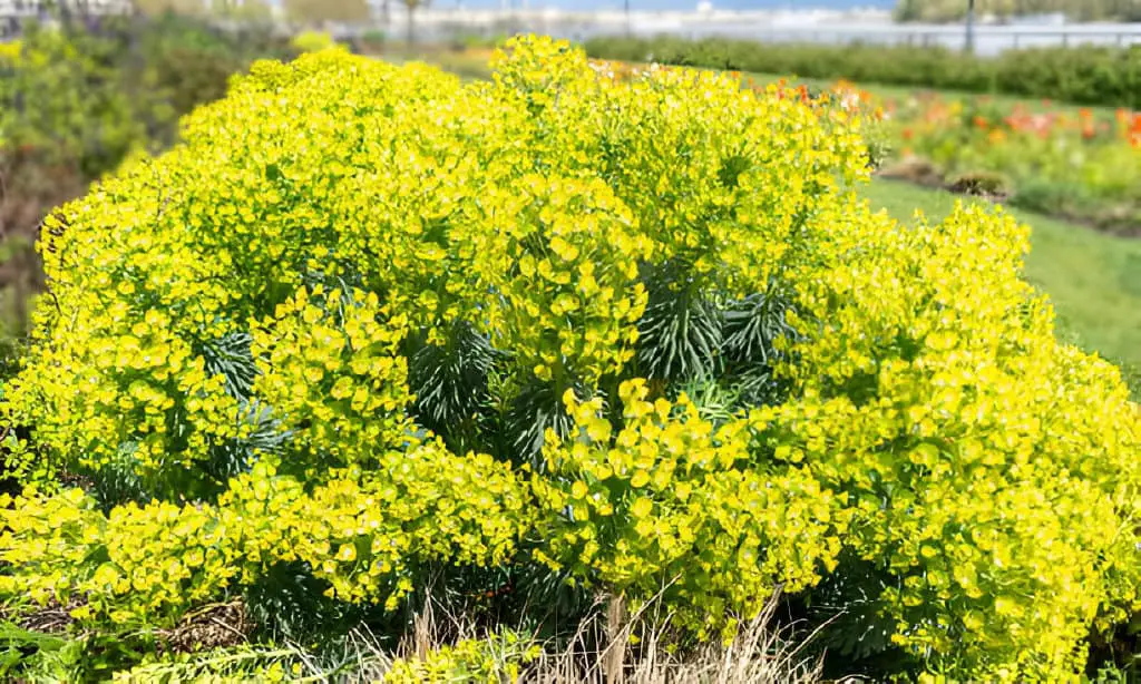 mediterranean spurge euphorbia-characias wulfenii green flowers