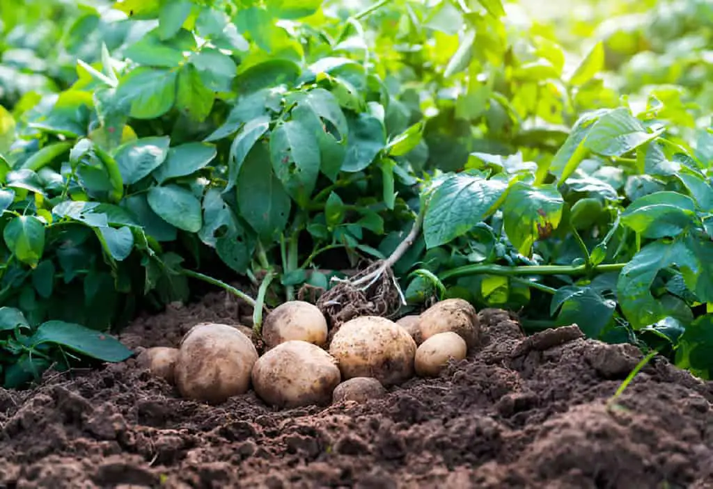 potatoes in the field