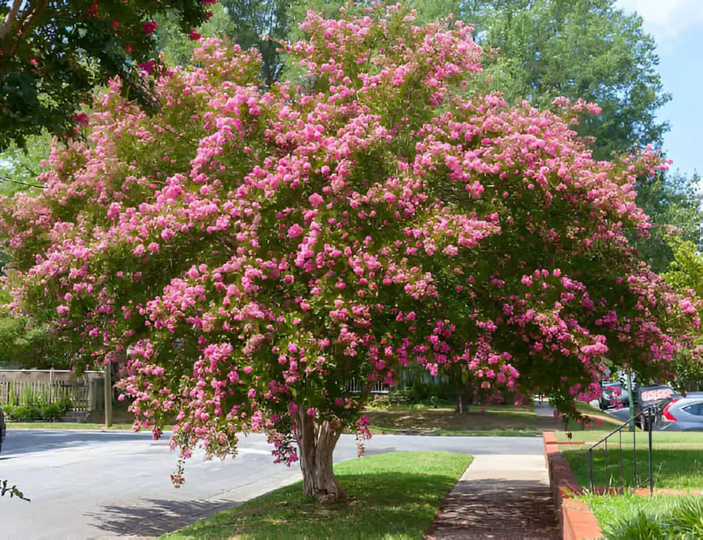 raspberry crepe myrtle tree