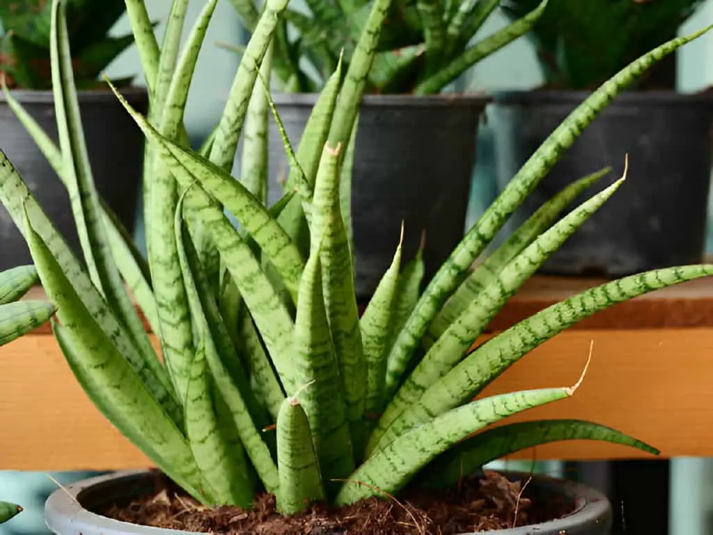 sansevieria cylindrica plant in pots