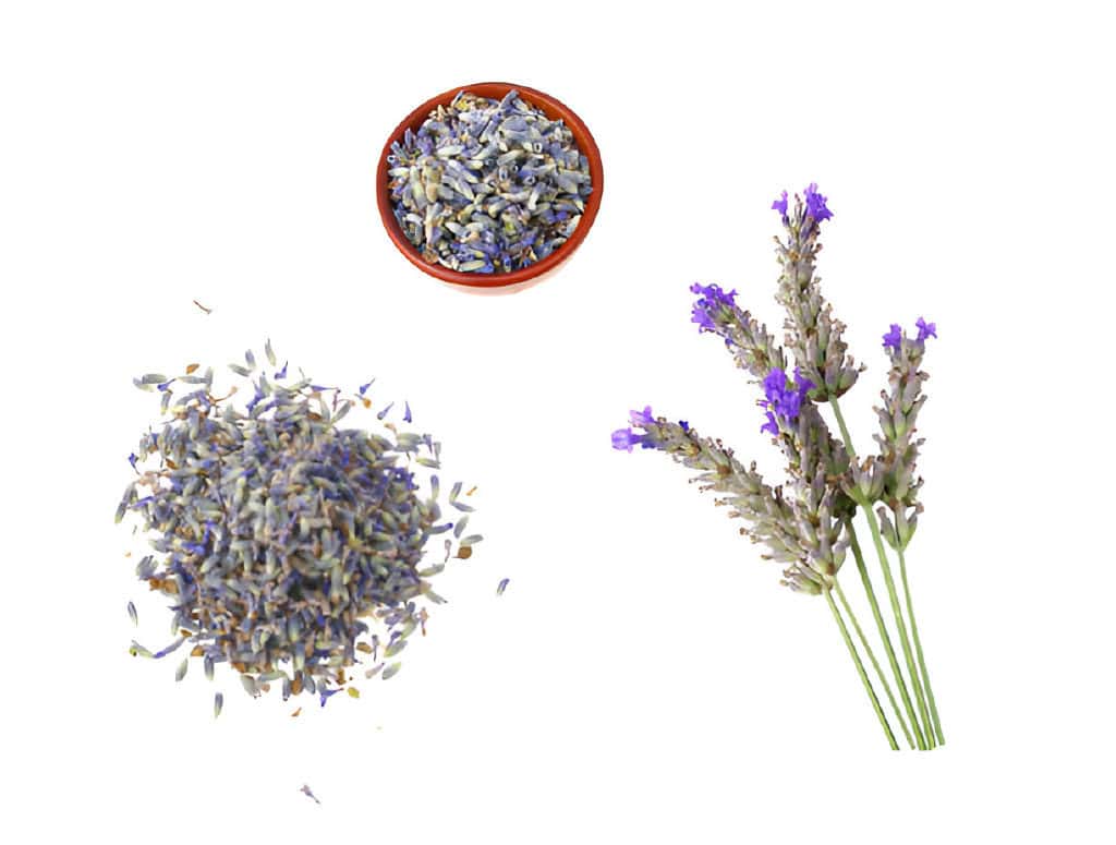 seeds stems and flowers of dried lavender