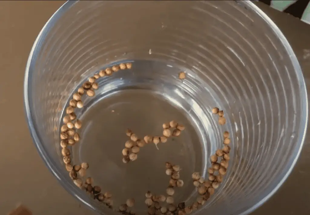 soaking cilantro seeds