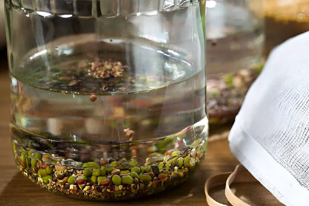 soaking seeds beans for sprouting