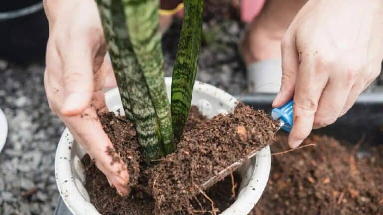 soil snake plant needed