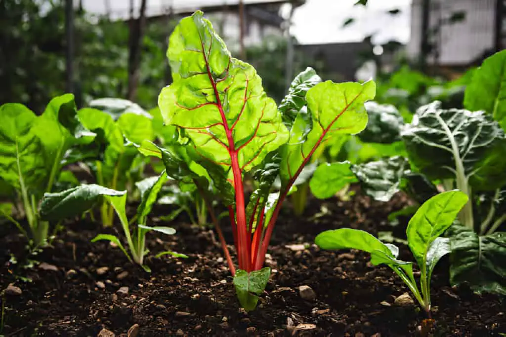 swiss chard crop in the vegetable garden