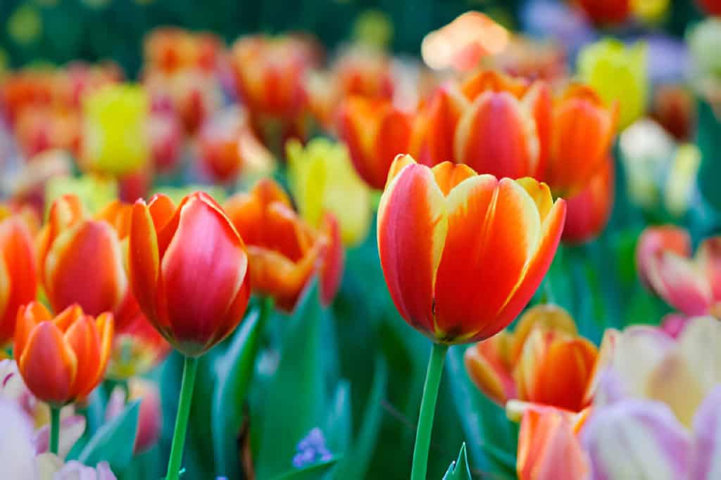 tulip flower colorful tulips meadow nature in spring