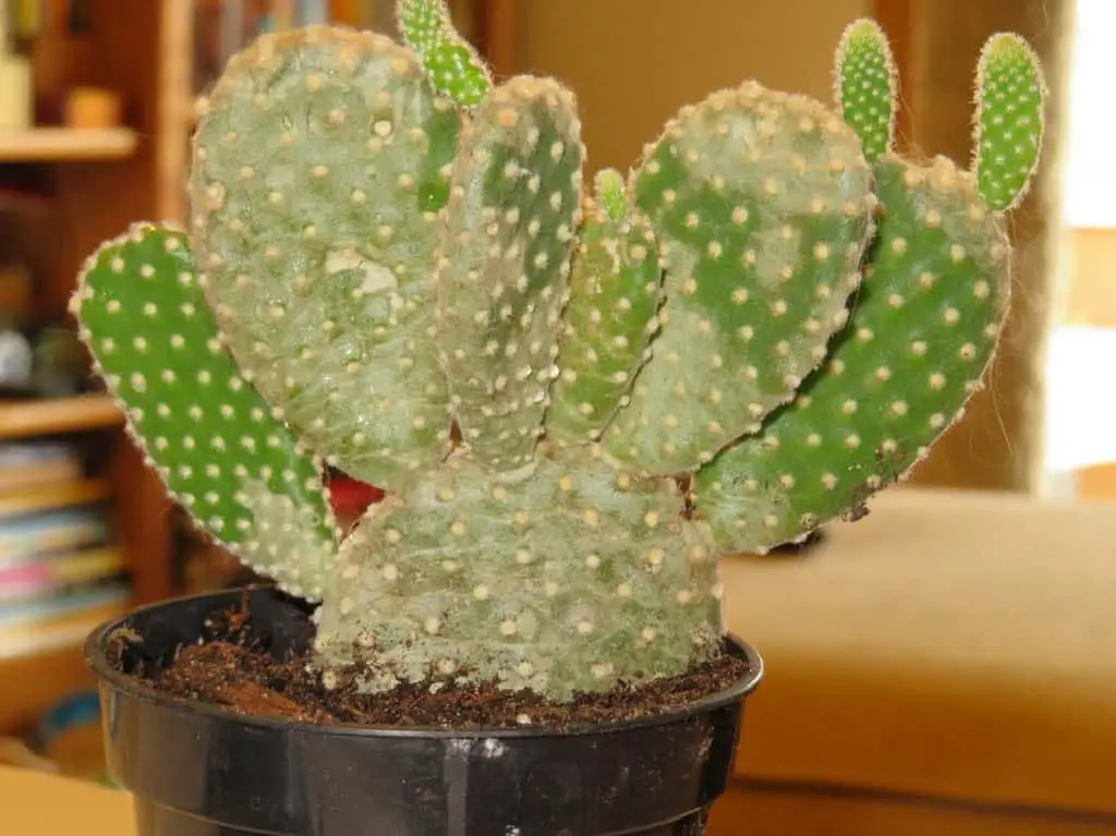 Bunny Ear Cactus turning White or Pale