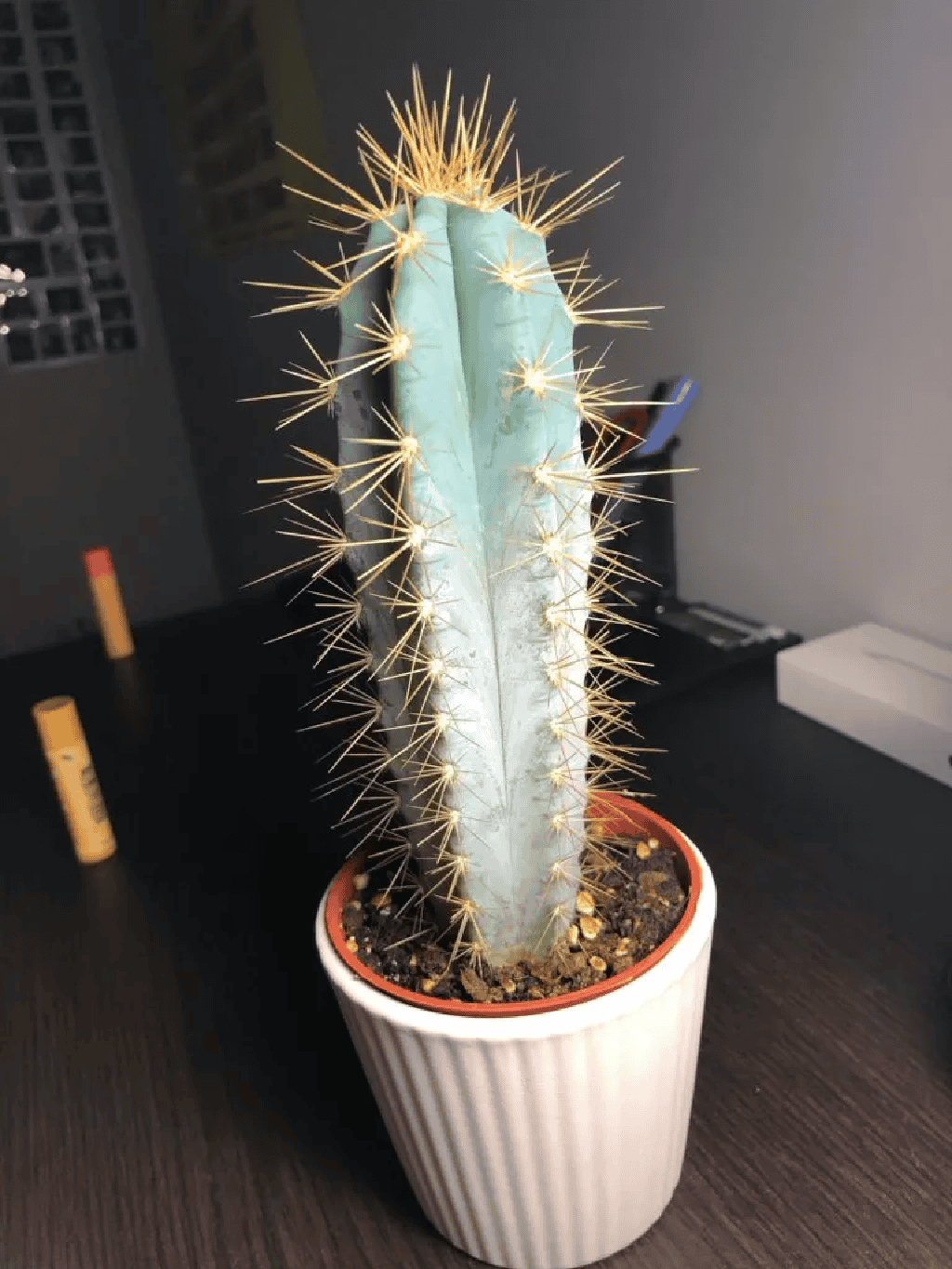 Cactus Turning White