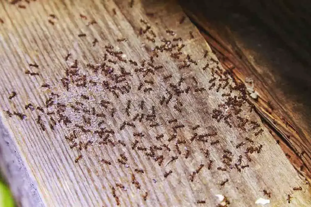 Carpenter Ants