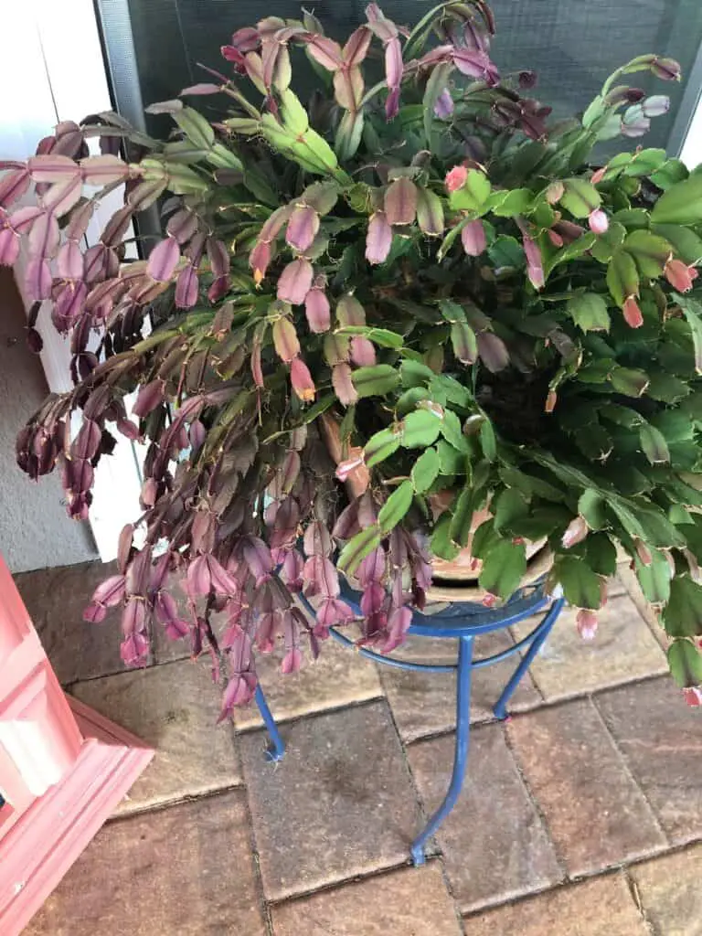 Christmas Cactus Turning Purple