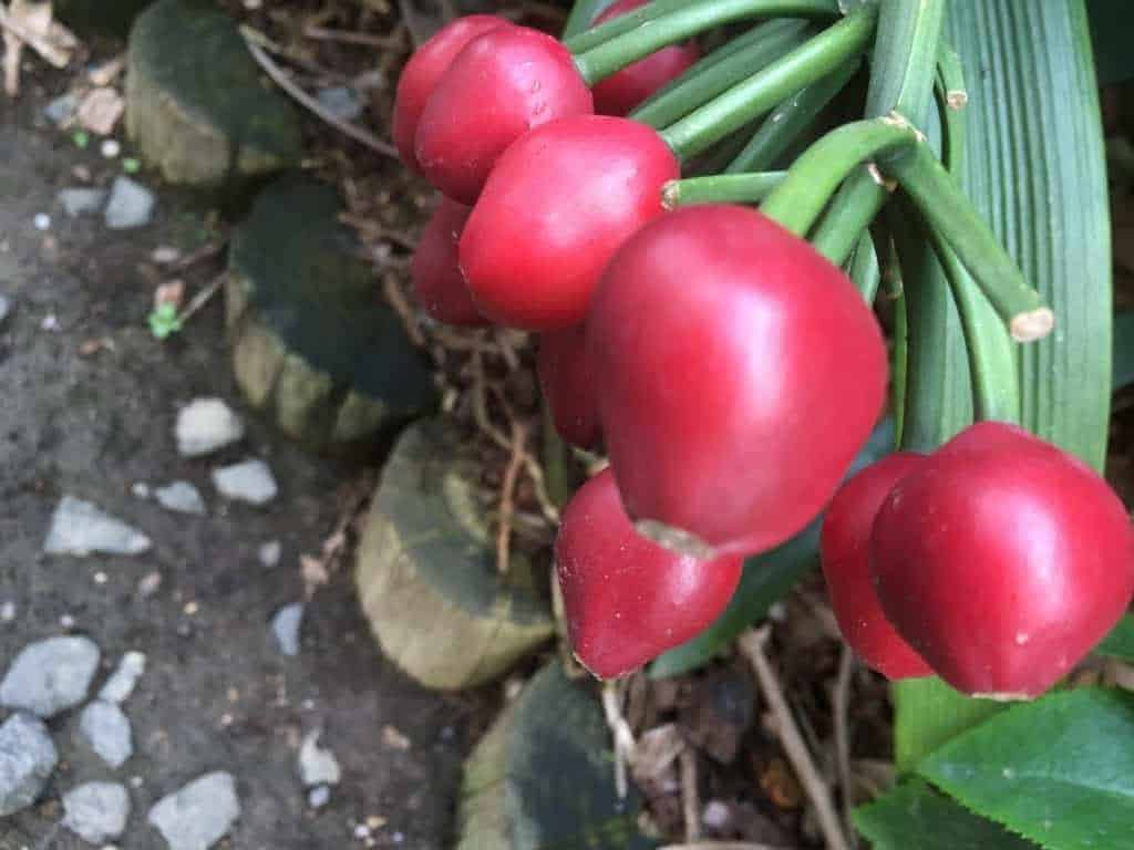 Clivia Propagation