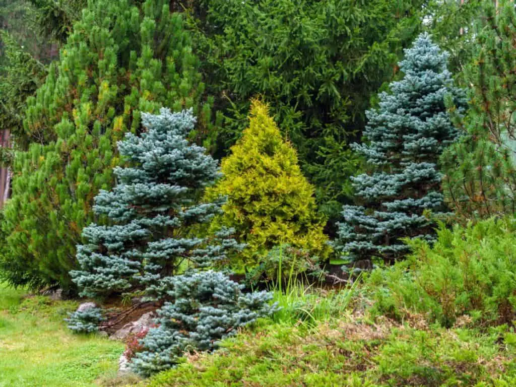 Coniferous Plant