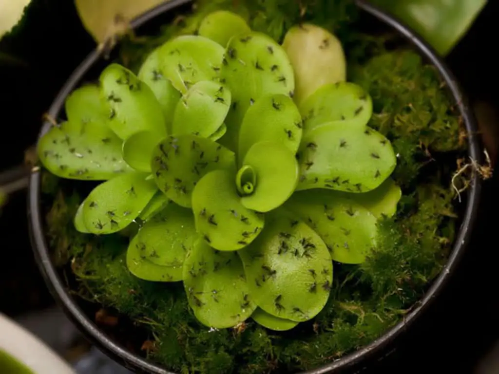 Control Fungus Gnats on Your Succulents