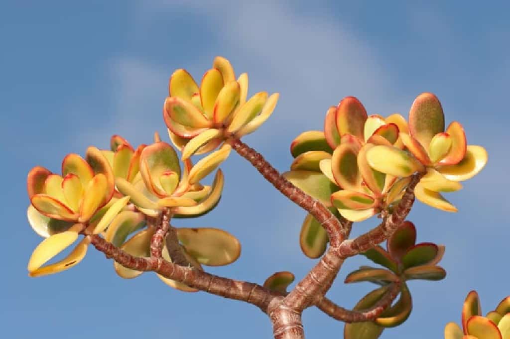 Golden Jade Tree