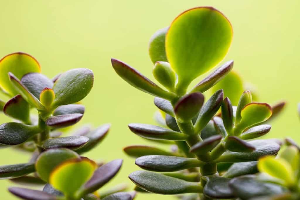 Jade money plant