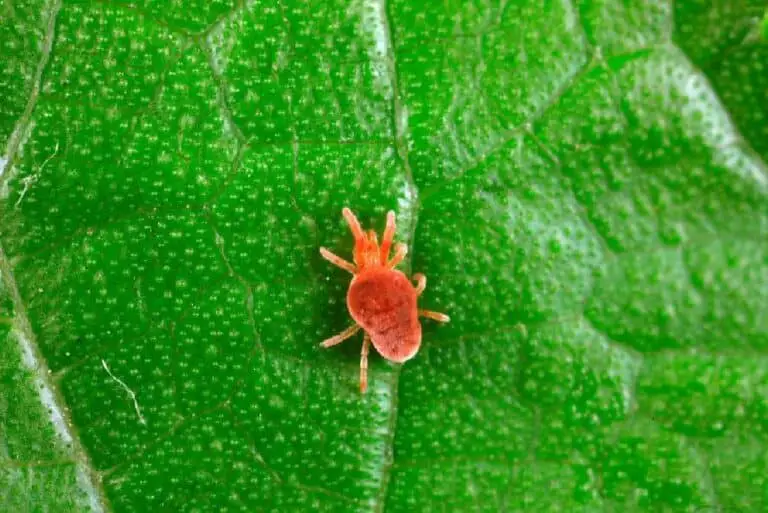 Garden spider mites